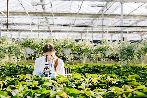 포토 JPG 서양인 외국인 식물 응시 여자 잎 실내 현미경 실험 한명 사람 상반신 20대 성인 앞모습 관찰 실험복 생명공학 연구원 시험관 체코 보안경 온실 성인여자한명만 국내포토 직업 1 시선 유럽 뷰포인트 의학 모션 실험기구 인종 청년 내부 가운 안전장비 여자한명만 성인여자만 파일형식