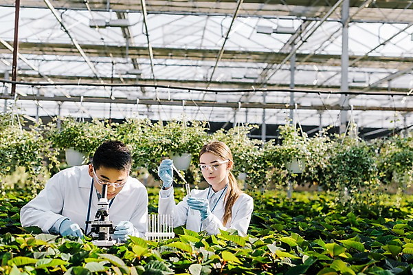 포토 JPG 서양인 외국인 식물 응시 여자 남자 잎 실내 현미경 실험 서기 미소 사람 동양인 상반신 20대 성인 두명 앞모습 관찰 잡기 실험복 생명공학 연구원 스포이트 시험관 체코 보안경 온실 국내포토 직업 시선 유럽 뷰포인트 의학 모션 표정 실험기구 인종 청년 내부 가운 안전장비 피펫 파일형식