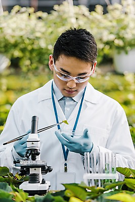 포토 JPG 외국인 식물 응시 남자 잎 실내 현미경 실험 한명 사람 동양인 상반신 20대 성인 앞모습 잡기 실험복 생명공학 연구원 집중 시험관 체코 핀셋 보안경 온실 성인남자한명만 국내포토 직업 1 시선 유럽 뷰포인트 컨셉 의학 모션 실험기구 인종 청년 내부 도구 가운 안전장비 남자한명만 성인남자만 파일형식