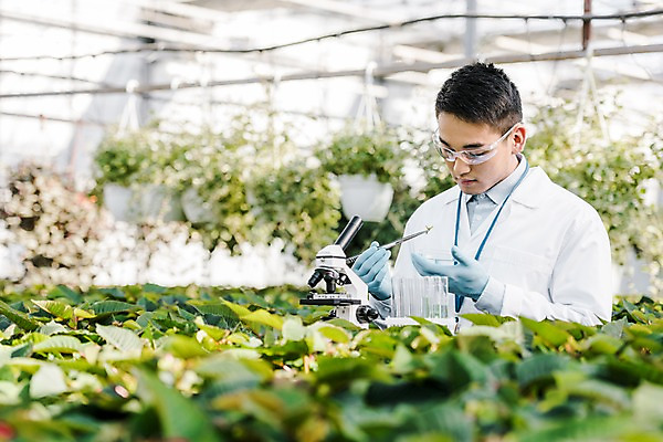 포토 JPG 외국인 식물 응시 남자 잎 실내 현미경 실험 한명 서기 사람 동양인 상반신 20대 성인 앞모습 관찰 실험복 생명공학 연구원 집중 시험관 체코 핀셋 보안경 온실 성인남자한명만 국내포토 직업 1 시선 유럽 뷰포인트 컨셉 의학 모션 실험기구 인종 청년 내부 도구 가운 안전장비 남자한명만 성인남자만 파일형식