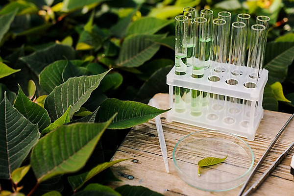 포토 JPG 식물 잎 실내 실험기구 실험 사람없음 스포이트 시험관 용액 체코 핀셋 온실 국내포토 유럽 과학 내부 도구 피펫 파일형식