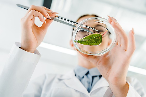 포토 JPG 서양인 외국인 응시 여자 로우앵글 잎 실내 실험 한명 사람 앉기 상반신 20대 성인 앞모습 잡기 실험복 연구실 생명공학 연구원 체코 핀셋 성인여자한명만 안경낌 국내포토 식물 직업 1 시선 유럽 안경 뷰포인트 의학 모션 인종 청년 내부 도구 가운 여자한명만 성인여자만 파일형식