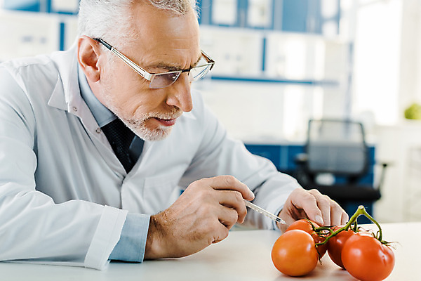 포토 JPG 서양인 외국인 손 응시 노년 남자 토마토 실내 실험 주사기 한명 사람 앉기 상반신 앞모습 실험복 연구실 60대 생명공학 연구원 집중 체코 노인남자한명만 국내포토 직업 1 시선 유럽 뷰포인트 컨셉 채소 의학 의료기기 모션 인종 성인 내부 신체부위 가운 남자한명만 노인남자만 파일형식