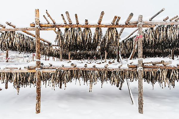 포토 JPG 주간 계절 설경 겨울 산 건조 한국 풍경 사람없음 야외 눈 강원도 평창 황태 황태덕장 겨울풍경 국내포토 자연요소 아시아 날씨 어류 어업 파일형식