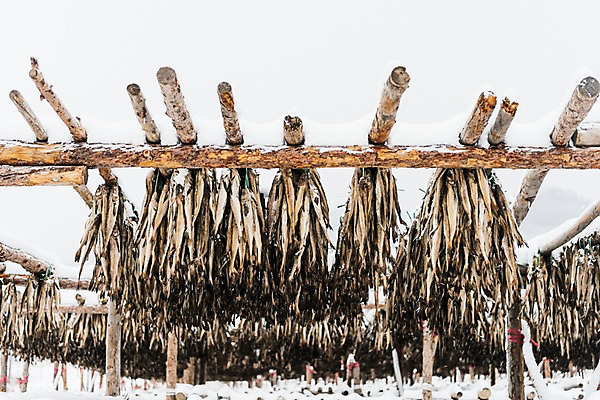 포토 JPG 주간 계절 설경 겨울 산 건조 한국 풍경 사람없음 야외 눈 강원도 평창 황태 황태덕장 겨울풍경 국내포토 자연요소 아시아 날씨 어류 어업 파일형식