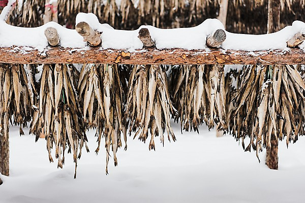 포토 JPG 주간 계절 설경 겨울 산 건조 한국 풍경 사람없음 야외 눈 강원도 평창 황태 황태덕장 겨울풍경 국내포토 자연요소 아시아 날씨 어류 어업 파일형식