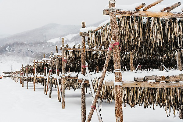 포토 JPG 주간 계절 설경 겨울 산 한국 풍경 사람없음 야외 눈 숲 강원도 평창 황태 황태덕장 겨울풍경 국내포토 자연요소 아시아 날씨 어류 어업 파일형식