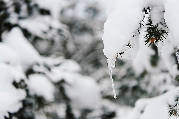 포토 JPG 주간 계절 설경 겨울 산 한국 눈꽃 풍경 근접촬영 사람없음 야외 나뭇가지 눈 숲 강원도 고드름 평창 겨울풍경 국내포토 자연요소 나무 아시아 뷰포인트 날씨 눈_날씨 얼음 파일형식