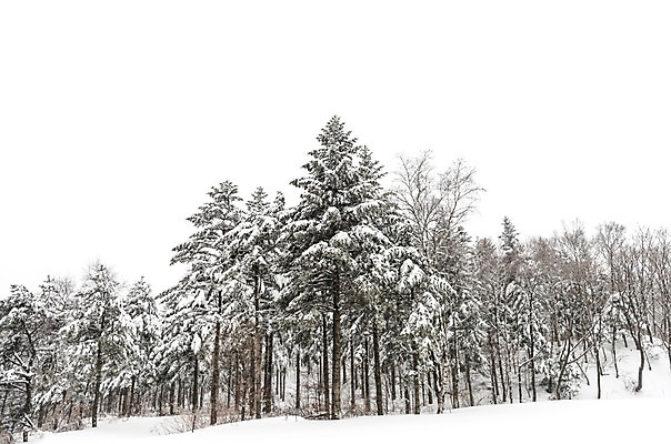 포토 JPG 주간 나무 계절 설경 겨울 산 한국 눈꽃 풍경 사람없음 야외 설원 눈 숲 강원도 평창 겨울풍경 국내포토 자연요소 식물 아시아 날씨 눈_날씨 파일형식