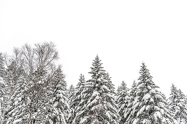 포토 JPG 주간 나무 계절 로우앵글 설경 겨울 산 한국 눈꽃 풍경 사람없음 야외 눈 숲 강원도 평창 겨울풍경 국내포토 자연요소 식물 아시아 뷰포인트 날씨 눈_날씨 파일형식