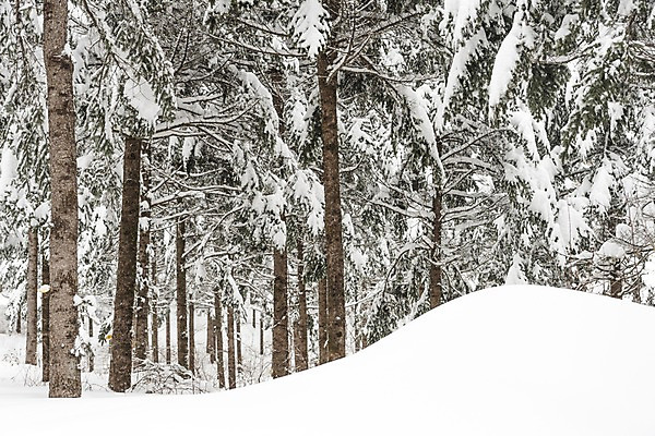 포토 JPG 주간 나무 계절 설경 겨울 산 한국 눈꽃 풍경 사람없음 야외 설원 눈 숲 강원도 평창 겨울풍경 국내포토 자연요소 식물 아시아 날씨 눈_날씨 파일형식