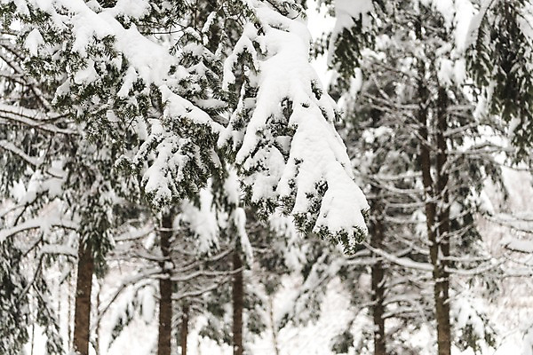 포토 JPG 주간 계절 설경 겨울 산 한국 눈꽃 풍경 사람없음 야외 나뭇가지 눈 숲 강원도 평창 겨울풍경 국내포토 자연요소 나무 아시아 날씨 눈_날씨 파일형식