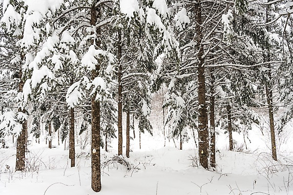 포토 JPG 주간 나무 계절 설경 겨울 산 한국 눈꽃 풍경 사람없음 야외 눈 숲 강원도 평창 겨울풍경 국내포토 자연요소 식물 아시아 날씨 눈_날씨 파일형식