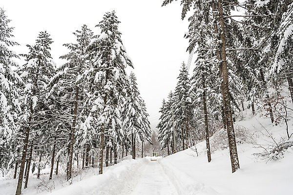 포토 JPG 주간 나무 계절 길 설경 겨울 산 한국 눈꽃 풍경 사람없음 야외 설원 눈 숲 강원도 평창 겨울풍경 국내포토 자연요소 식물 아시아 날씨 눈_날씨 파일형식