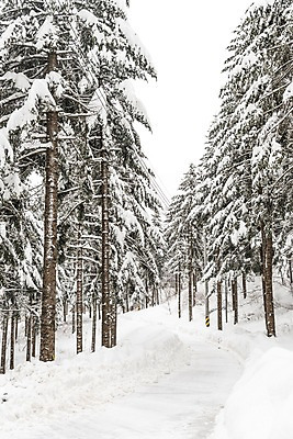 포토 JPG 주간 나무 계절 길 설경 겨울 산 한국 눈꽃 풍경 사람없음 야외 눈 숲 강원도 평창 겨울풍경 국내포토 자연요소 식물 아시아 날씨 눈_날씨 파일형식