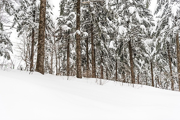 포토 JPG 주간 나무 계절 설경 겨울 산 한국 눈꽃 풍경 사람없음 야외 설원 눈 숲 강원도 평창 겨울풍경 국내포토 자연요소 식물 아시아 날씨 눈_날씨 파일형식