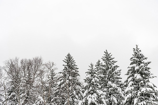 포토 JPG 주간 나무 계절 설경 겨울 산 한국 눈꽃 풍경 사람없음 야외 눈 숲 강원도 평창 겨울풍경 국내포토 자연요소 식물 아시아 날씨 눈_날씨 파일형식