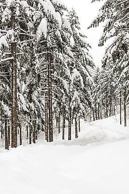포토 JPG 주간 나무 계절 길 설경 겨울 한국 눈꽃 풍경 사람없음 야외 설원 눈 숲 강원도 평창 겨울풍경 국내포토 자연요소 식물 아시아 날씨 눈_날씨 파일형식