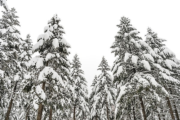 포토 JPG 주간 나무 계절 설경 겨울 산 한국 눈꽃 풍경 사람없음 야외 눈 숲 강원도 평창 겨울풍경 국내포토 자연요소 식물 아시아 날씨 눈_날씨 파일형식