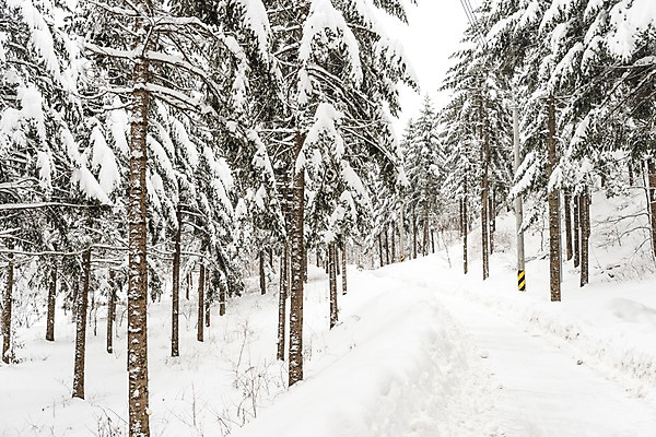 포토 JPG 주간 나무 계절 길 설경 겨울 산 한국 눈꽃 풍경 사람없음 야외 눈 숲 강원도 평창 겨울풍경 국내포토 자연요소 식물 아시아 날씨 눈_날씨 파일형식