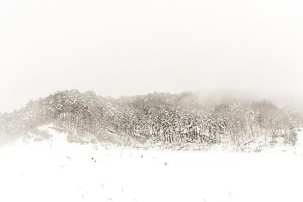 포토 JPG 주간 나무 계절 설경 겨울 산 한국 풍경 사람없음 야외 눈 숲 강원도 평창 겨울풍경 국내포토 자연요소 식물 아시아 날씨 파일형식