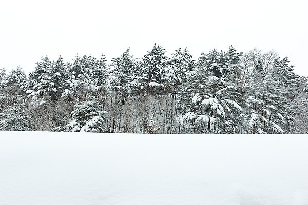 포토 JPG 주간 계절 설경 겨울 산 한국 눈꽃 풍경 사람없음 야외 설원 눈 숲 강원도 평창 겨울풍경 국내포토 자연요소 아시아 날씨 눈_날씨 파일형식