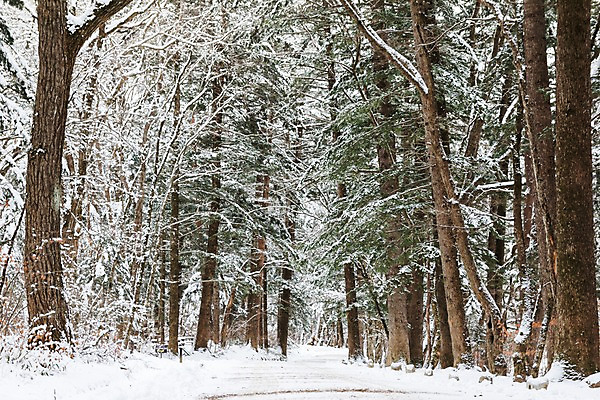 포토 JPG 주간 나무 계절 설경 겨울 산 한국 눈꽃 풍경 사람없음 야외 눈 숲 강원도 평창 겨울풍경 국내포토 자연요소 식물 아시아 날씨 눈_날씨 파일형식