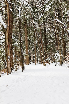 포토 JPG 주간 나무 계절 설경 겨울 산 한국 풍경 사람없음 야외 설원 눈 숲 강원도 평창 겨울풍경 눈덮임 국내포토 자연요소 식물 아시아 컨셉 날씨 눈_날씨 파일형식