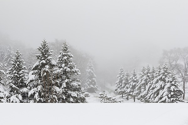 포토 JPG 주간 나무 계절 설경 겨울 한국 눈꽃 풍경 사람없음 야외 눈 강원도 흐림 평창 겨울풍경 눈덮임 국내포토 자연요소 식물 아시아 컨셉 날씨 눈_날씨 파일형식