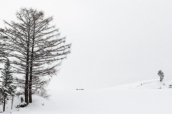 포토 JPG 주간 나무 계절 설경 겨울 한국 풍경 사람없음 야외 설원 눈 강원도 평창 겨울풍경 국내포토 자연요소 식물 아시아 날씨 눈_날씨 파일형식