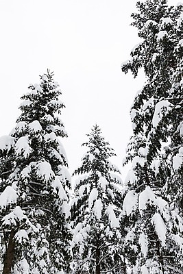 포토 JPG 주간 나무 계절 설경 겨울 한국 눈꽃 풍경 사람없음 야외 눈 강원도 평창 겨울풍경 국내포토 자연요소 식물 아시아 날씨 눈_날씨 파일형식