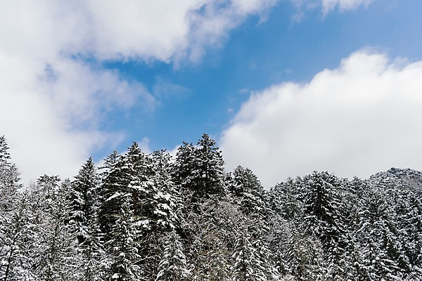 포토 JPG 주간 나무 구름 계절 설경 겨울 하늘 산 한국 눈꽃 풍경 사람없음 야외 눈 숲 강원도 평창 겨울풍경 국내포토 자연요소 식물 아시아 날씨 눈_날씨 파일형식