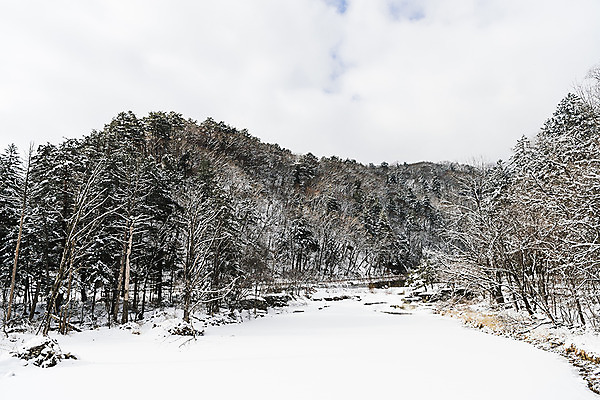 포토 JPG 주간 나무 계절 길 설경 겨울 산 한국 풍경 사람없음 야외 눈 숲 강원도 평창 겨울풍경 눈덮임 국내포토 자연요소 식물 아시아 컨셉 날씨 파일형식