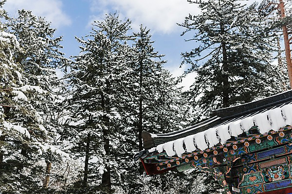 포토 JPG 주간 나무 계절 설경 겨울 불교 한국 눈꽃 풍경 사람없음 야외 눈 사찰 강원도 처마 월정사 평창 겨울풍경 국내포토 자연요소 식물 아시아 종교 종교건축 날씨 눈_날씨 파일형식