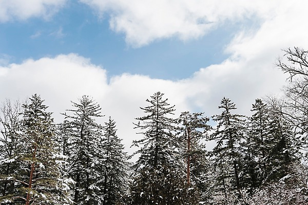 포토 JPG 주간 나무 구름 계절 설경 겨울 하늘 산 한국 눈꽃 풍경 사람없음 야외 눈 숲 강원도 평창 겨울풍경 국내포토 자연요소 식물 아시아 날씨 눈_날씨 파일형식