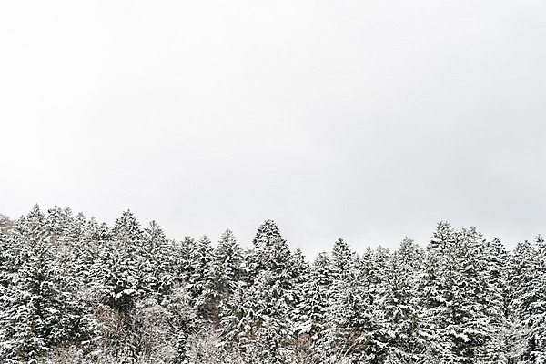 포토 자연요소 식물 계절 아시아 겨울 날씨 한국 눈_날씨 풍경 강원도 파일형식 눈꽃 나무 산 숲 JPG 겨울풍경 평창 설경 눈 주간 야외 사람없음 국내포토