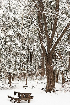 포토 JPG 주간 나무 계절 설경 겨울 벤치 산 한국 눈꽃 풍경 사람없음 야외 눈 숲 강원도 평창 겨울풍경 국내포토 자연요소 식물 아시아 의자 날씨 눈_날씨 파일형식