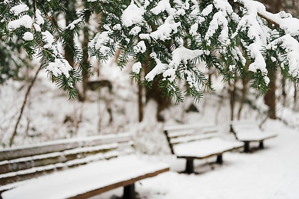 포토 JPG 주간 나무 계절 설경 겨울 벤치 산 한국 눈꽃 풍경 사람없음 야외 아웃포커스 눈 숲 강원도 평창 겨울풍경 국내포토 자연요소 식물 아시아 의자 날씨 눈_날씨 촬영기법 파일형식