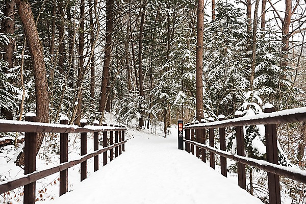 포토 JPG 주간 나무 계절 설경 겨울 산 한국 풍경 사람없음 야외 눈 강원도 평창 가교 겨울풍경 국내포토 자연요소 식물 건축물 아시아 날씨 파일형식