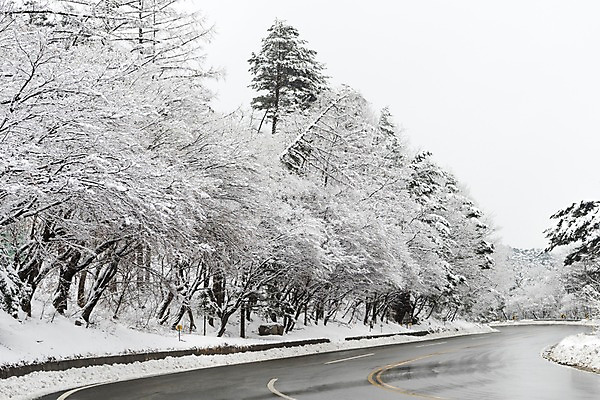 포토 JPG 주간 나무 계절 도로 설경 겨울 한국 눈꽃 풍경 사람없음 야외 눈 강원도 대관령 겨울풍경 국내포토 자연요소 식물 아시아 길 교통시설 날씨 눈_날씨 파일형식