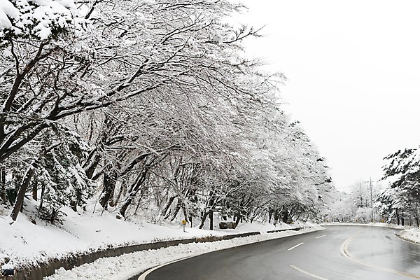 포토 JPG 주간 나무 계절 도로 설경 겨울 한국 눈꽃 풍경 사람없음 야외 눈 강원도 대관령 겨울풍경 국내포토 자연요소 식물 아시아 길 교통시설 날씨 눈_날씨 파일형식