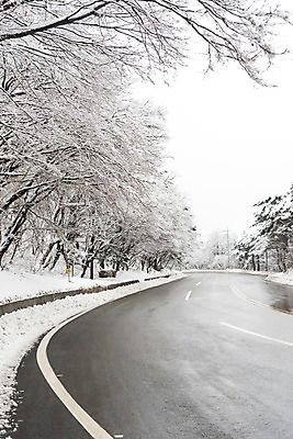 포토 JPG 주간 나무 계절 도로 설경 겨울 한국 눈꽃 풍경 사람없음 야외 눈 강원도 대관령 겨울풍경 국내포토 자연요소 식물 아시아 길 교통시설 날씨 눈_날씨 파일형식