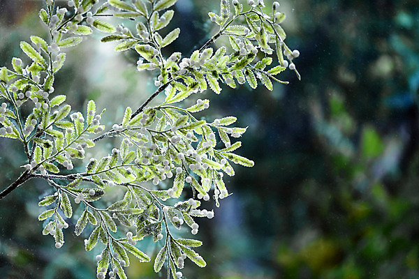 포토 JPG 스튜디오촬영 크리스마스 겨울 창문 크리스마스용품 실내 풍경 사람없음 인테리어 감성 겨울풍경 플랜테리어 국내포토 디자인 계절 기념일 컨셉 내부 용품 파일형식