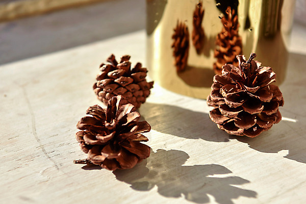 포토 JPG 스튜디오촬영 크리스마스 겨울 크리스마스용품 실내 통 그림자 사람없음 장식 인테리어 창틀 솔방울 감성 국내포토 디자인 계절 기념일 컨셉 창문 내부 용품 파일형식