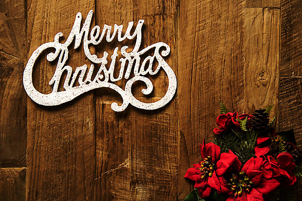 포토 JPG 스튜디오촬영 꽃 크리스마스 겨울 크리스마스용품 실내 사람없음 장식 인테리어 하이앵글 공백 공간 감성 포인세티아 플랫레이 카피스페이스 나무배경 국내포토 식물 디자인 계절 기념일 뷰포인트 백그라운드 컨셉 내부 플랫 용품 파일형식