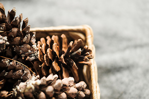 포토 디자인 계절 기념일 뷰포인트 백그라운드 컨셉 크리스마스 실내 내부 용품 파일형식 겨울 상자 담요 솔방울 인테리어 근접촬영 JPG 크리스마스용품 사람없음 스튜디오촬영 감성 나무배경 국내포토