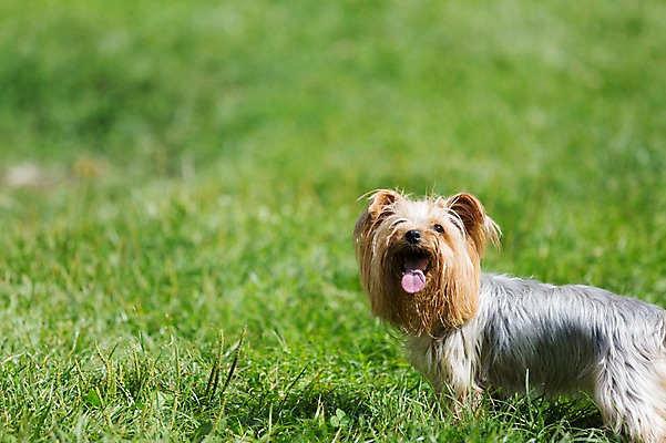 포토 JPG 주간 한마리 해외풍경 공원 유럽풍경 풍경 잔디 사람없음 야외 강아지 요크셔테리어 포르투갈 동물라이프 반려 국내포토 자연요소 식물 동물 1 해외 라이프스타일 공공시설 유럽 반려동물 개 테리어 파일형식