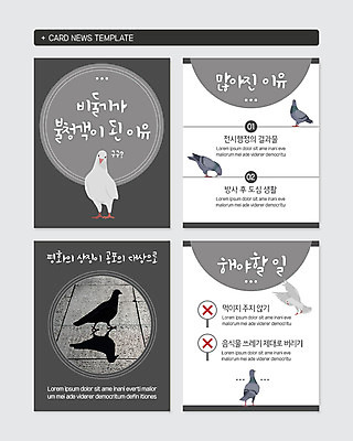 PSD 템플릿 상징 웹템플릿 여러마리 조류 흑백 경고 사람없음 평화 도시 먹이 걱정 비둘기 박테리아 음식물쓰레기 카드뉴스 이미지템플릿 동물 감정 다수 컨셉 의학 촬영기법 쓰레기 파일형식