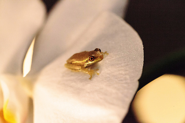 포토 JPG 해외이미지 동물 야생동물 자연 개구리 양서류 사람없음 아기 난초 청개구리 플로리다 해외포토 식물 사람 미국 생태계 파일형식 이미지허브