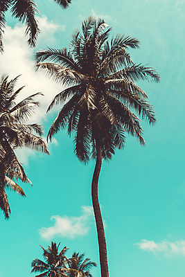 포토 JPG 해외이미지 주간 구름 하늘 사람없음 야외 여름 야자수 여름풍경 해외포토 자연요소 나무 계절 풍경 파일형식 여름_계절 이미지허브